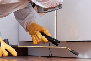 Messie Schädlingsbekämpfung Rastatt